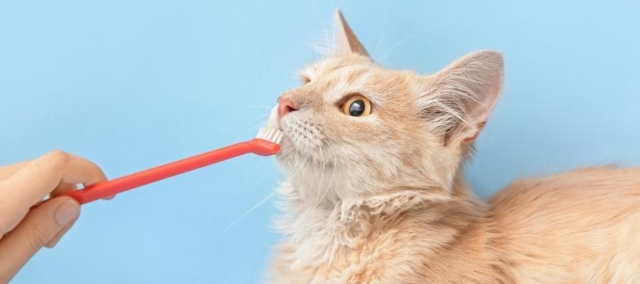 Minik Dostlarımız için: Kedi Ağız Bakımı Nasıl Yapılır?