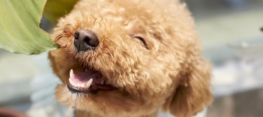 Tüy Dökülmesini Önleyici Köpek Bakım İpuçları