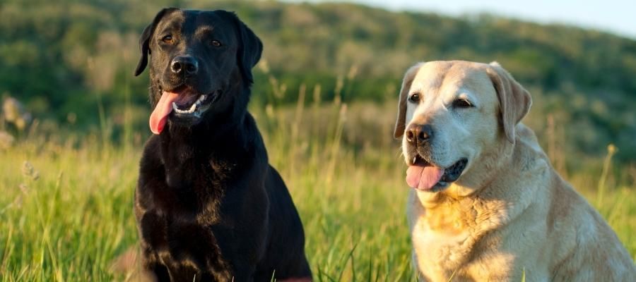 Labradorların Sağlık ve Beslenme İhtiyaçları