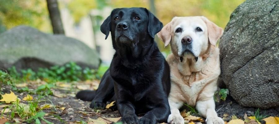 Sadık Dostlarımız: Labrador Nasıl Bakılır?