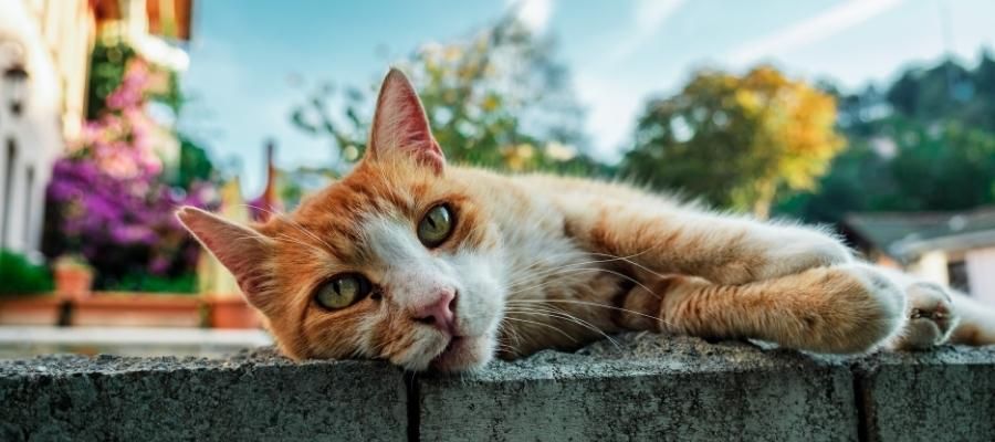 Gönüllü Olarak Sokak Hayvanlarına Nasıl Destek Olunur?