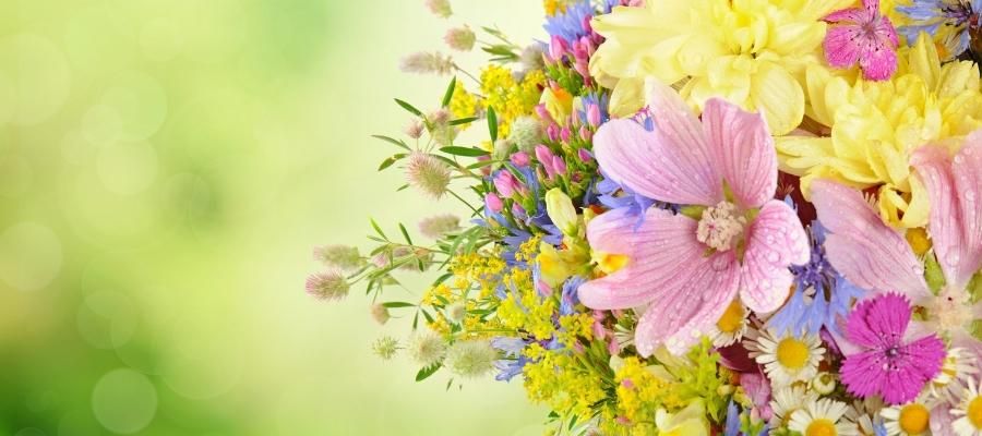 Bahçenin Renkleri: Yaz Çiçekleri Nelerdir?
