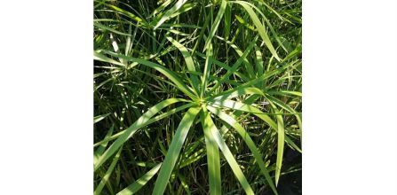 FidanBurada Cyperus Alternifolius Yorumları ve Puanları