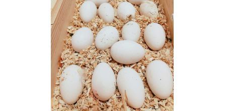 Litte Sister’s Farm Kaz Yumurtası 4 Adet Yetiştirilmesi
