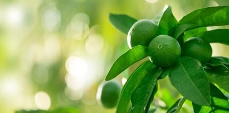 Hepsibahçemden Limon Ağacı Fidanının Bakımı Nasıl Yapılır?