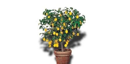 Hepsibahçemden Limon Ağacı Fidanı Nerelerde Yetiştirilir?