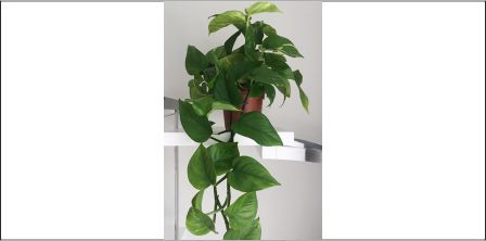 Şık Görünümüyle La Fleurla Sarmaşık Pothos