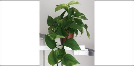 Doğal Görünümü ile La Fleurla Sarmaşık Pothos