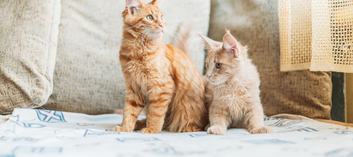 9 Canlı Dostlarımız Kediler Hakkında İlginç Bilgiler 
