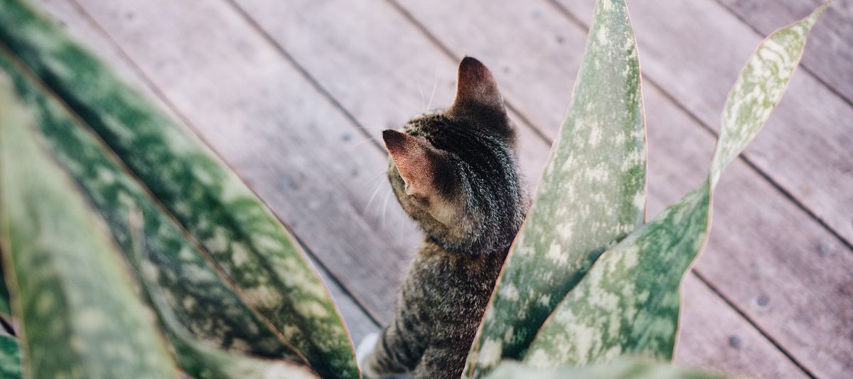 Kedileri Bitkilerden Uzak Tutmanın Yolları Nelerdir?