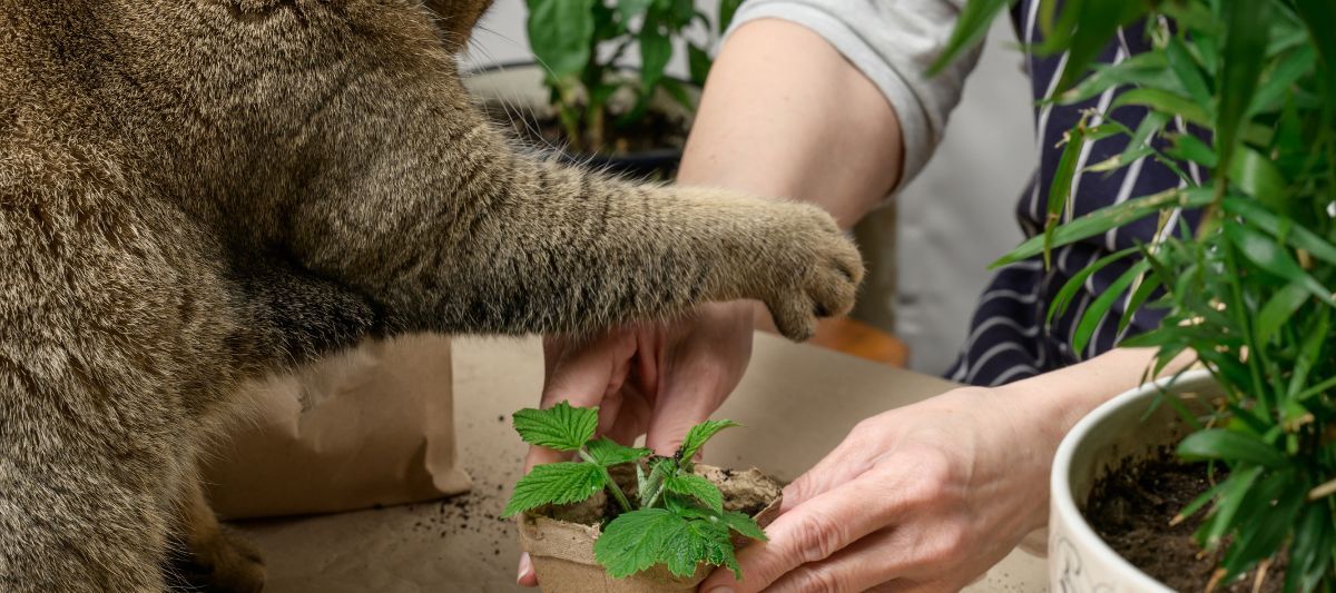 Kediler İçin Zararlı Olan Bitkiler Nelerdir?