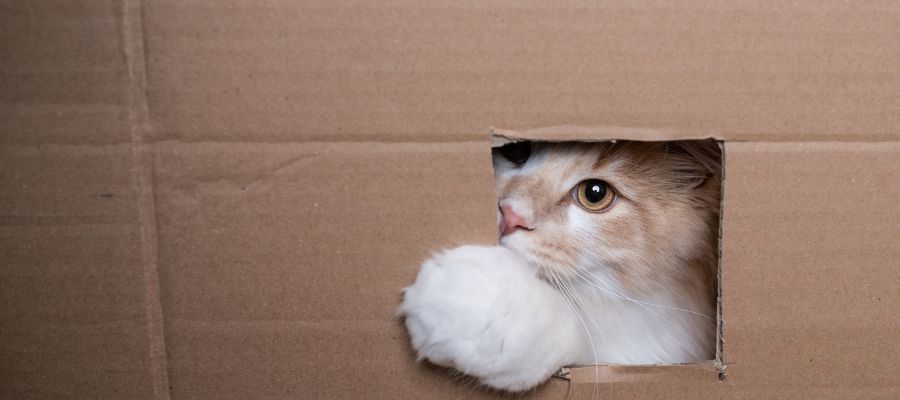 Kartondan Kedi Oyuncağı Yapılır mı?