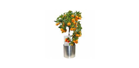 Avantajlı Fiyat Alternatifleriyle Portakal Ağacı