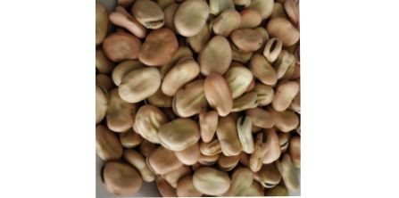 Avantajlı Naturalköyürünleri Bakla 1 kg Fiyatı