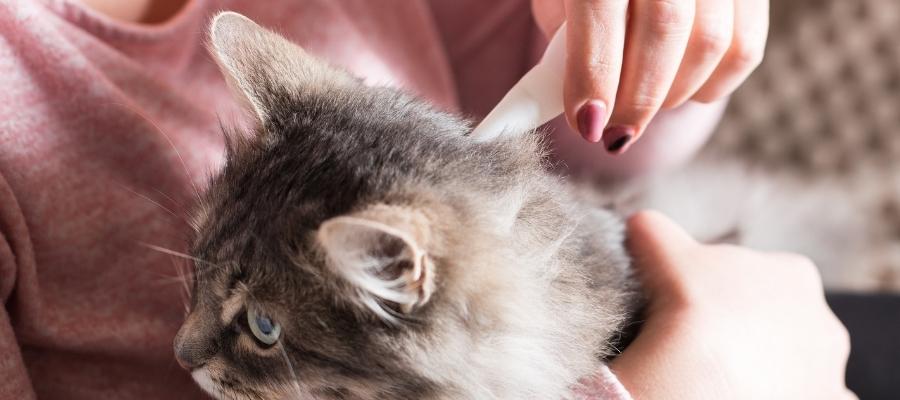 Kedilerde Pire İlacı Nasıl Kullanılır?