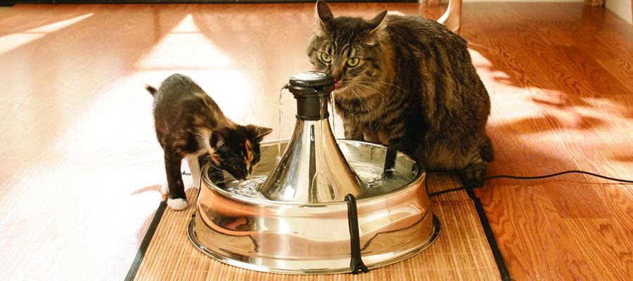 Minik Dostlarınızı Su İçmeye Teşvik Eden Kedi Su Pınarı Nasıl Yapılır?