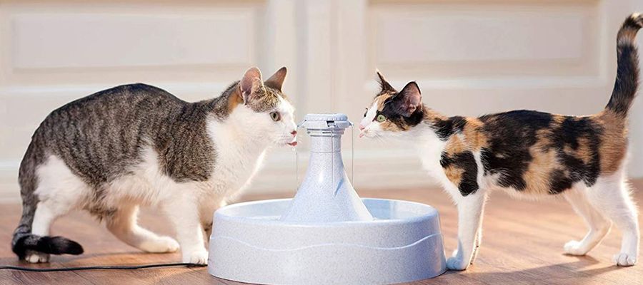 Kedi Su Pınarı Kullanmanın Avantajları Nelerdir?