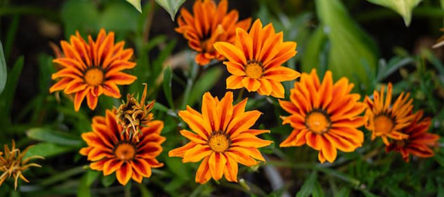 Gazanya Çiçeği Saksı Değişimi Nasıl Yapılır?