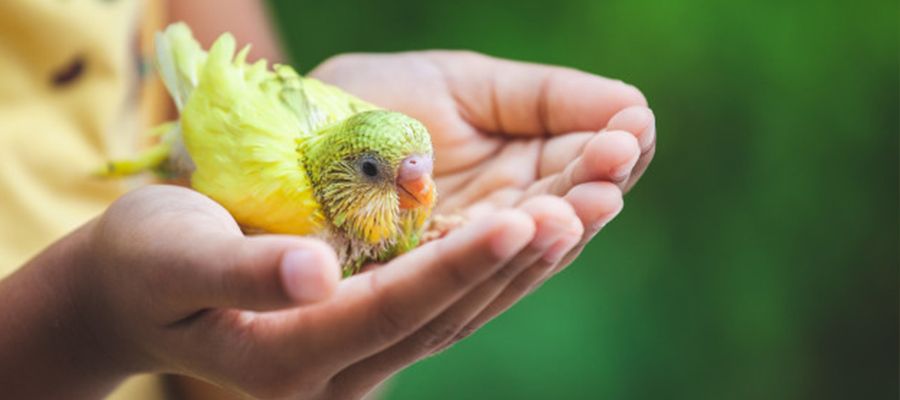 Kuş Eğitiminde Dikkat Edilmesi Gerekenler Nelerdir?