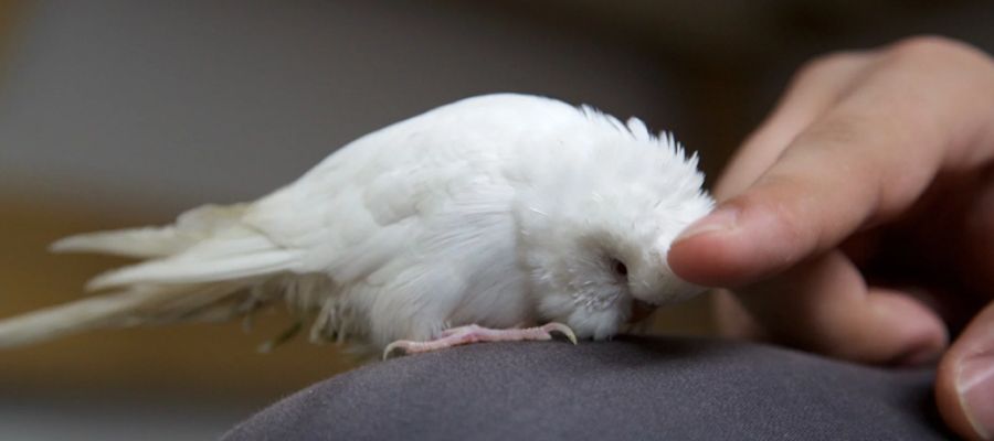 Kuşları Eğitirken Kullanılabilecek Malzemeler Nelerdir?