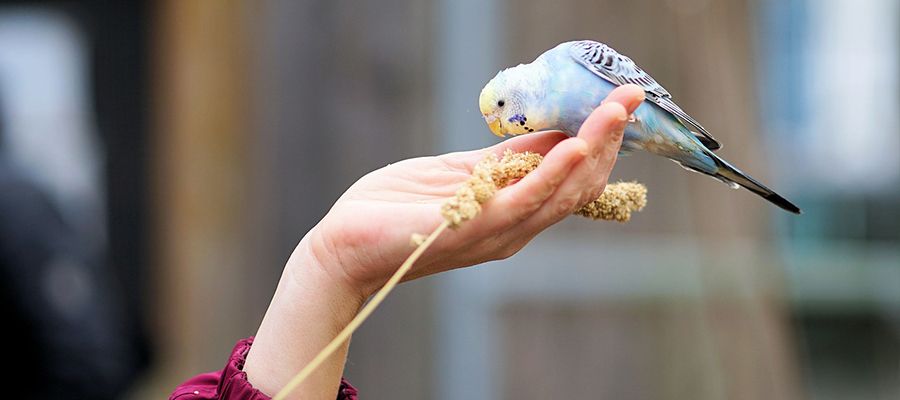 Kuş Beslenmesinde Nelere Dikkat Edilmelidir?