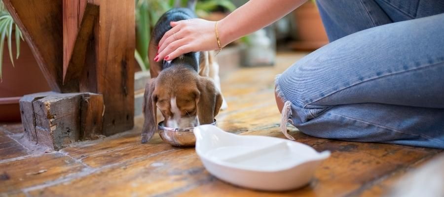 Evcil Hayvan Beslenmesinde Nelere Dikkat Edilmelidir?