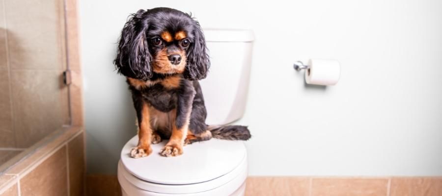 Evcil Hayvanlar için Tuvalet Eğitimi Nasıl Olmalı?