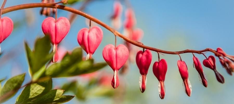 Ev Ortamında Kanayan Kalpler Çiçeği Nasıl Bakılır?