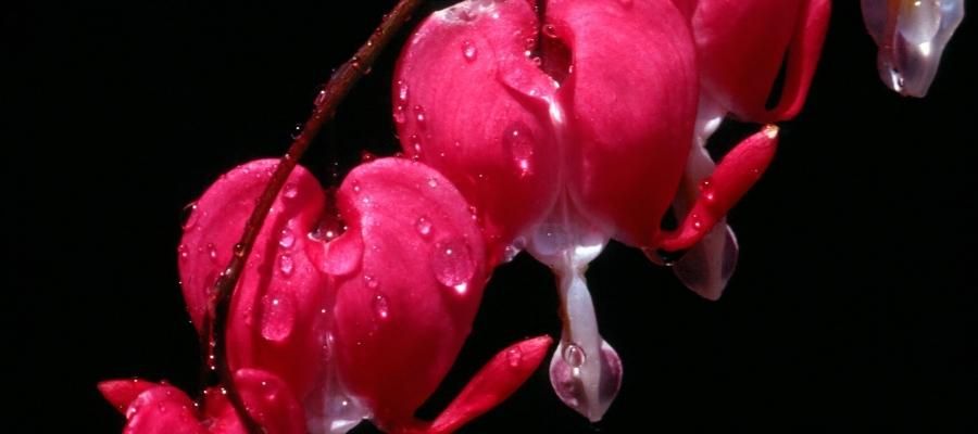 Kanayan Kalpler Çiçeği Nasıl Bir Ortamda Yetişir?