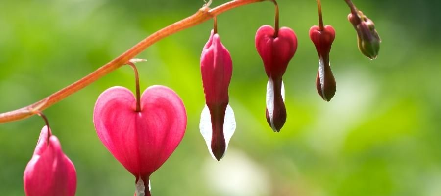 Kanayan Kalpler Çiçeği Bakımı Nasıl Yapılır?