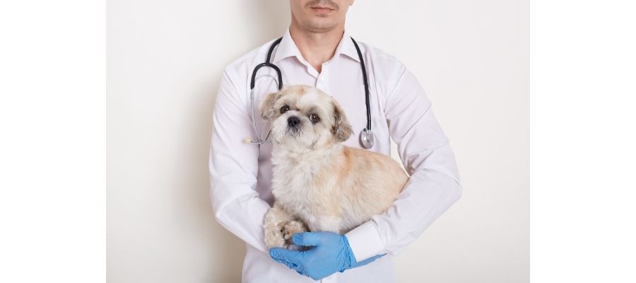 Köpeklerden İnsanlara Geçen Hastalıklar Nelerdir?