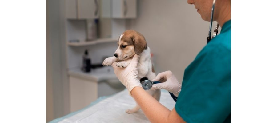 Köpek Hastalıklarının Belirtileri Nelerdir?