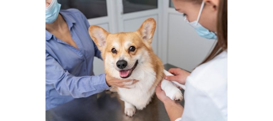 Köpeklerde Görülen Hastalıkların Tedavi Yöntemleri Nelerdir?