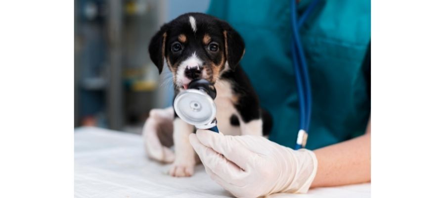 Köpeklerde En Sık Görülen Hastalıklar Nelerdir?