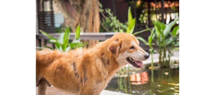 Köpeklerde Mantar Hastalığı Neden Oluşur?