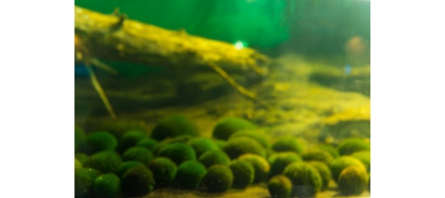Marimo Ne İşe Yarar?