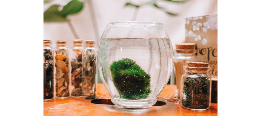 Marimo Bakımı Nasıl Yapılmalı?