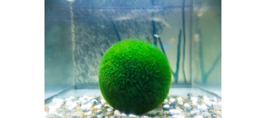 Yosun Topu Marimo Nedir?