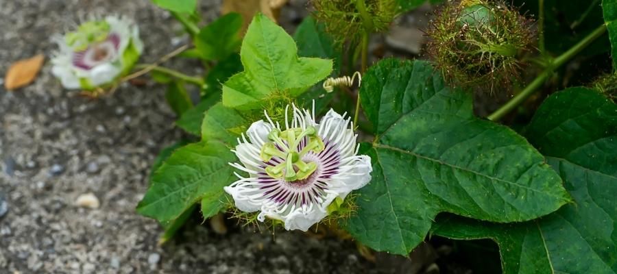 Passiflora Nasıl Yetiştirilir?