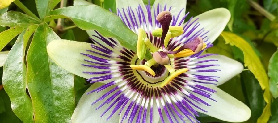 Passiflora (Çarkıfelek Çiçeği) Nedir?