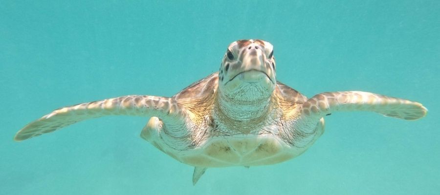 Su Kaplumbağası Bakımı Hakkında Bilmeniz Gerekenler