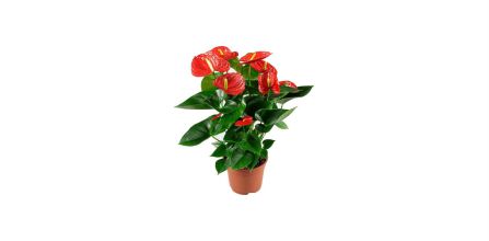 Kampanyalar ile Öne Çıkan Antoryum Fiyatı