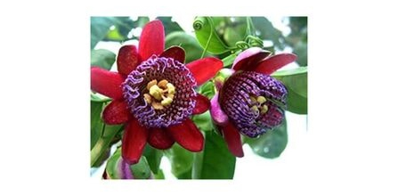 Passiflora Şurup Yorumları