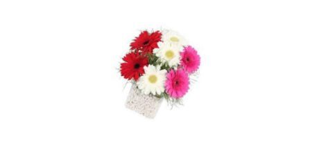 Gerbera Çiçeği Tohumu Fiyatı ve Yorumları