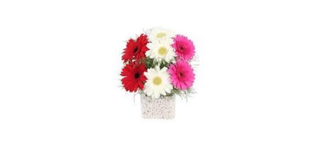 Gerbera Çiçeği Tohumu Özellikleri