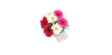 Gerbera Çiçeği Tohumu Ekim Şekli