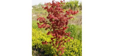 Tunç Botanik Kırmızı Japon Akçaağacı 150 - 200 Cm Yorumları