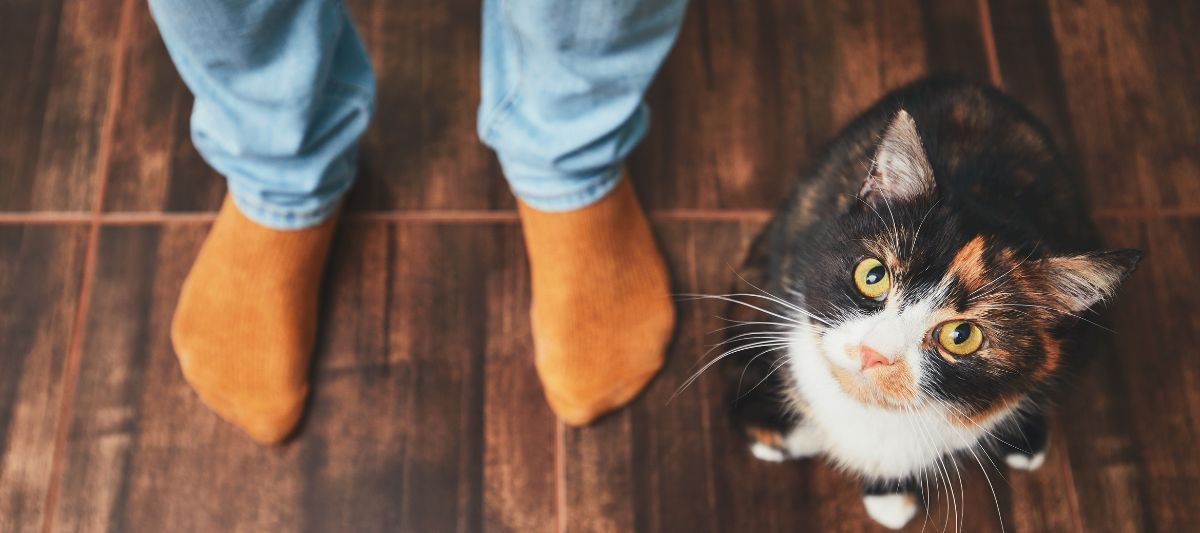 Minik Dostlarımızın Temizliği: Kedi Tüyü Kıyafetten Nasıl Temizlenir?