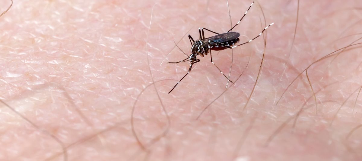 Sivrisineklerin Vücuda Yaklaşmasını Engellemek İçin Ne Yapabilirsiniz?