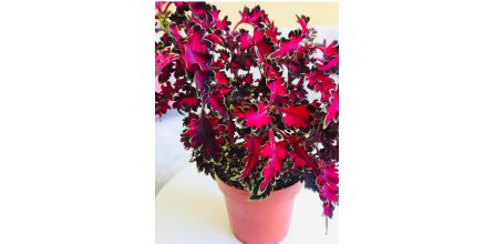 Plot Coleus/ Cam Güzeli/ Yaprak Güzeli Özellikleri